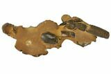 Fossil Mud Lobsters (Thalassina) - Australia #109301-1